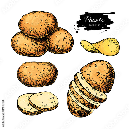 Potato drawing set. Vector Isolated potatoes heap, sliced