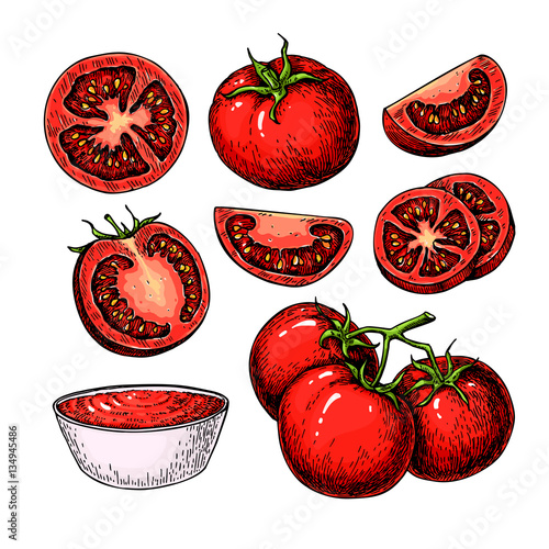 Tomato vector drawing set. Isolated tomato, sliced piece and tomato sauce. Vegetable