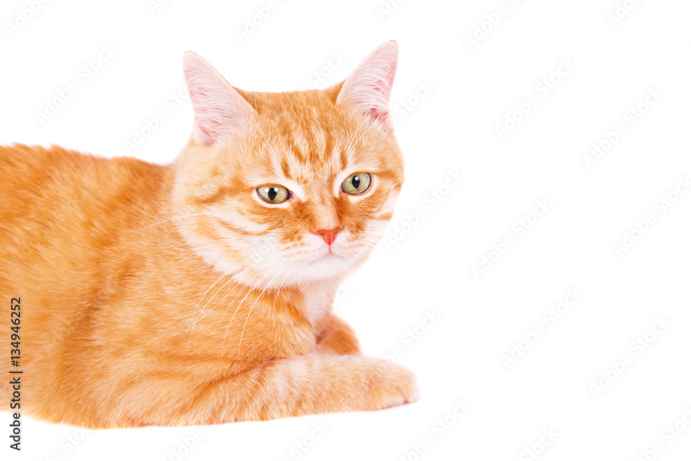 Cute ginger cat lying on the floor. Cute ginger cat lying on the floor.