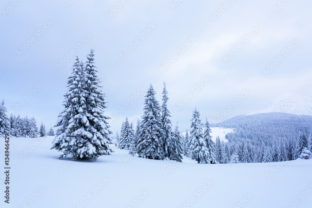 The trees under snow are on the lawn.