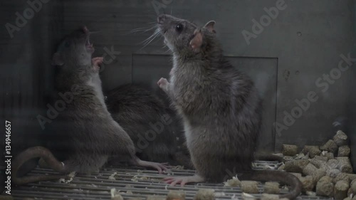 Wallpaper Mural Three gray rats fighting in a dark cage. 
 Torontodigital.ca