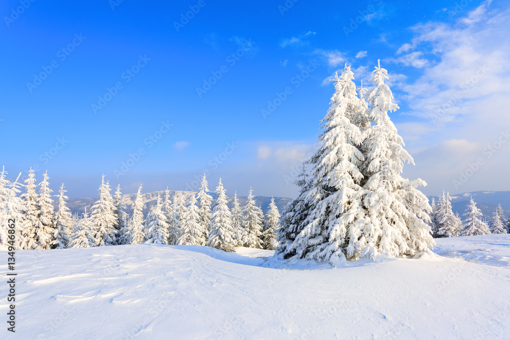 The trees under snow are on the lawn.