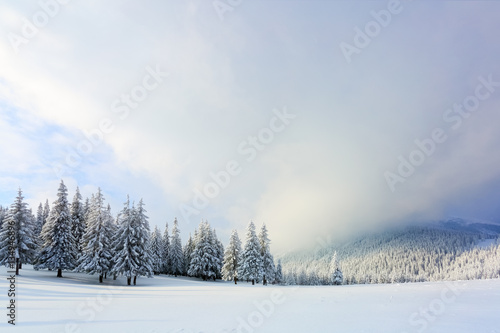 Fir-trees covered with snow around lawn. © Vitalii_Mamchuk