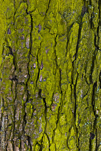 The texture of tree bark.