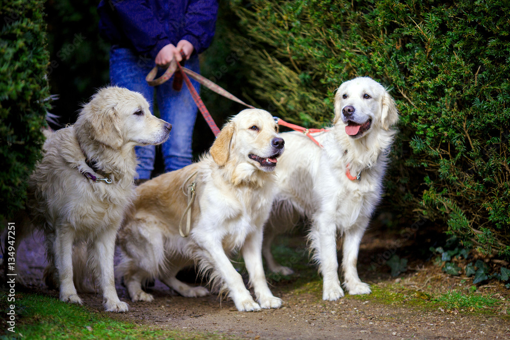 three dogs pulling leashes for its owner on a walk in the English garden three dogs pulling leashes for its owner on a walk in the English garden