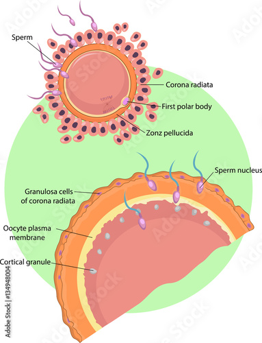 Vector illustration of Sperm fertilization