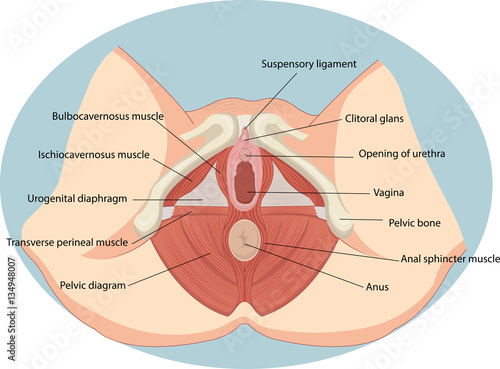 Vector illustration of Female reproductive muscles anatomy photo