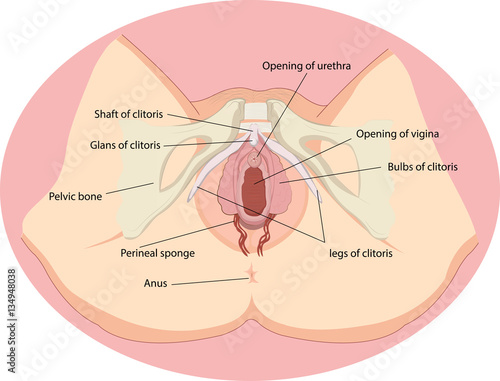 Vector illustration of Female reproductive organs anatomy photo