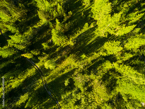 Tannenbäume von oben Luftbild