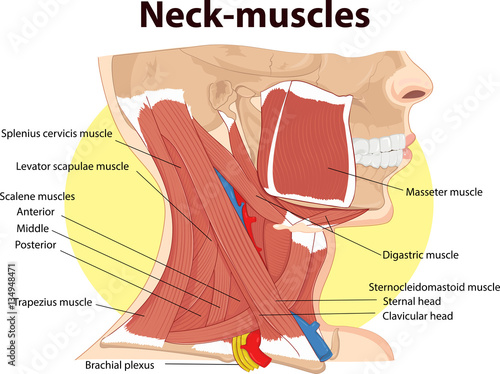 Vector illustration of  Neck muscles anatomy
