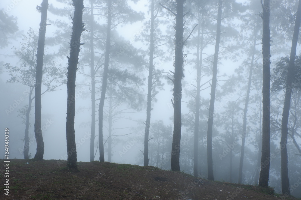 Fototapeta premium Foggy on Pine forest in Thailand. 
