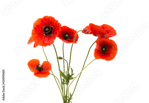 Fototapeta Naklejka Na Ścianę i Meble -  a bouquet of red poppies isolated