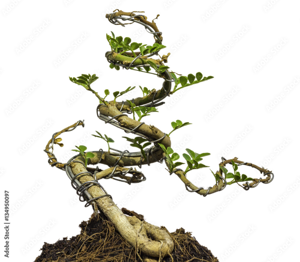 Fototapeta premium Tree Isolated White