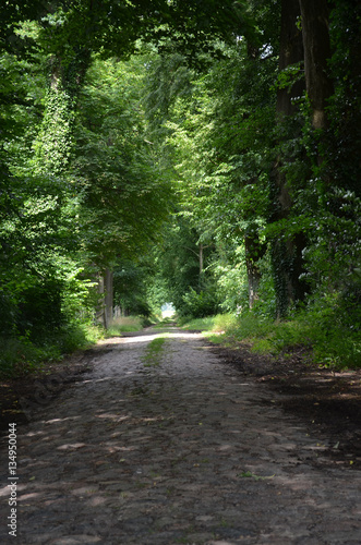 Cobbled street through a forest © Mickis Fotowelt