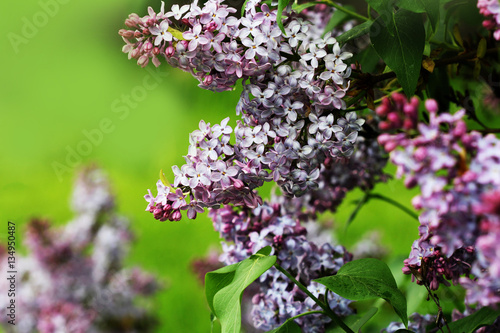 Lilac blooms. A beautiful bunch of lilac in flowering. Lilac flowers in the garden.