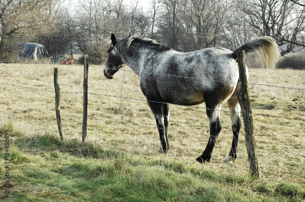 Fototapeta premium Jument dans le champ
