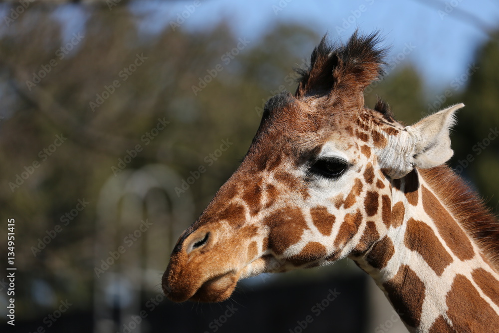 Obraz premium キリン