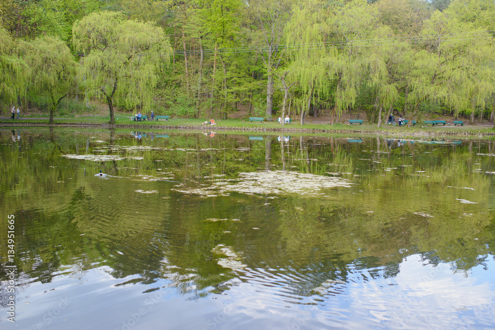 Obraz premium Spring Park. Lake in the spring park. Spring landscape.