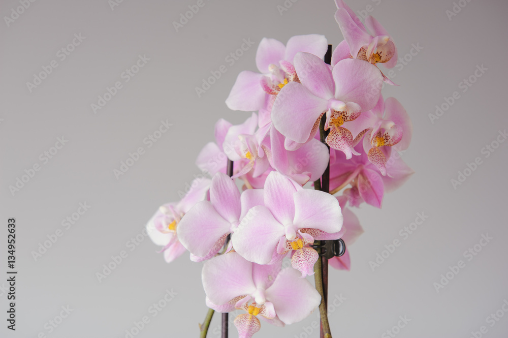 pink orchid flowers pink orchid flowers