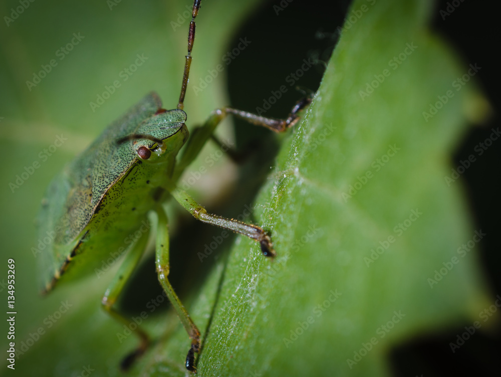 Green bug on a leaf macro Green bug on a leaf macro