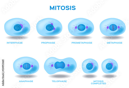 mitosis, the process of cell division and multiplication vector . blue color 