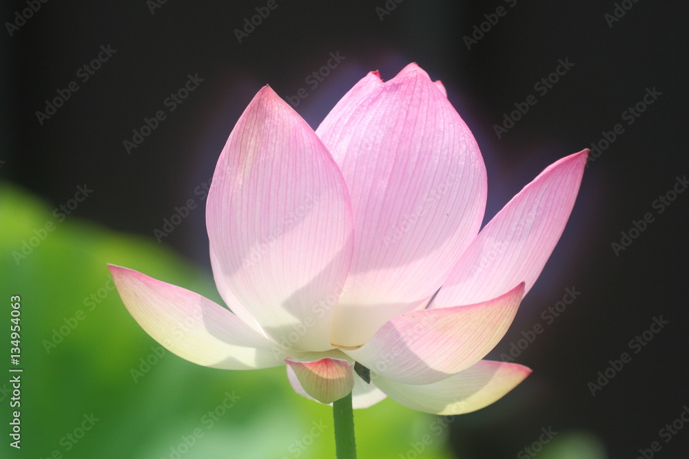 Obraz premium 蓮の花