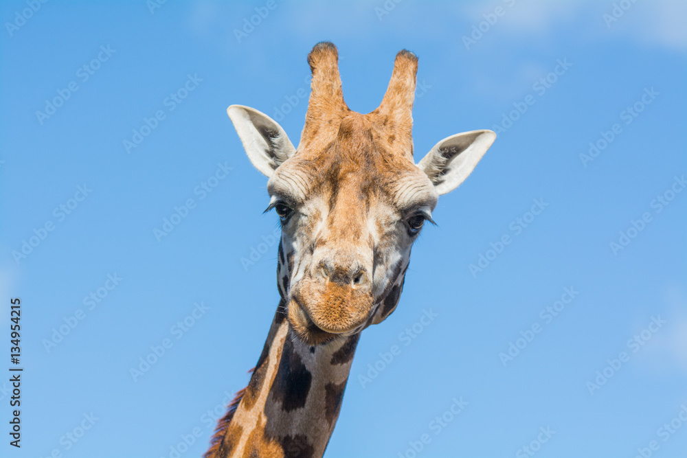 Giraffe on blue sky