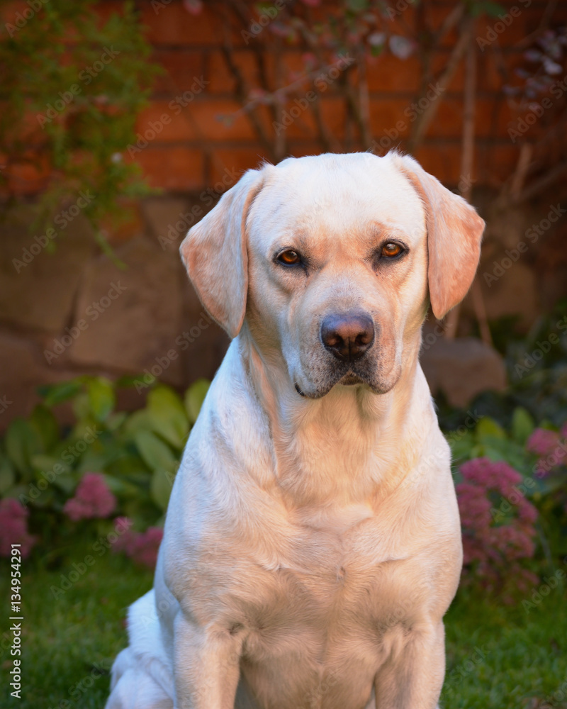 A young cute yellow labrador sitting on a lawn and looking at you. Beautiful light golden labrador closeup sitting happily on the lawn. Being friendly and excellent guide dogs.