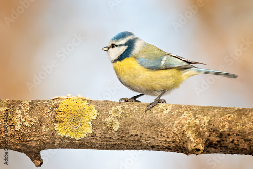 Blue tit walking on a branch towards seeds © dpVUE .images