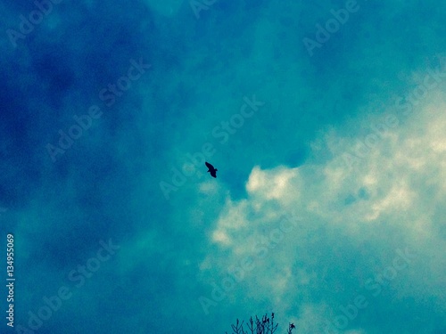 Crow Flying High In the Beautiful Blue