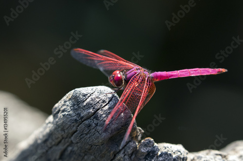 Image of dragonfly perched on a tree branch on nature background