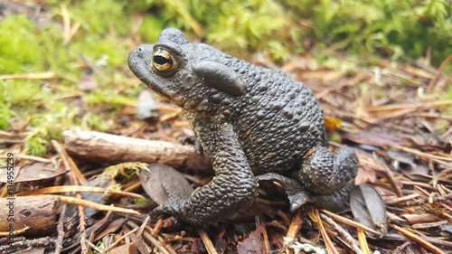 Common toad in Patvinsuo National Park