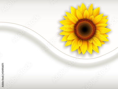 Background with sunflower