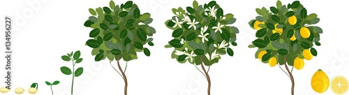 Plant growing from seed to lemon tree. Life cycle plant