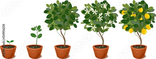 Growing lemon tree. Life cycle plant