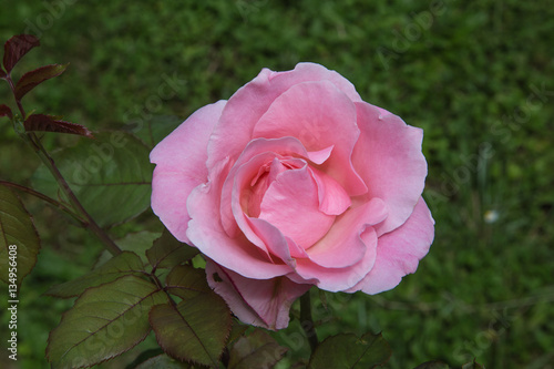 Wallpaper Mural Rosier Torontodigital.ca