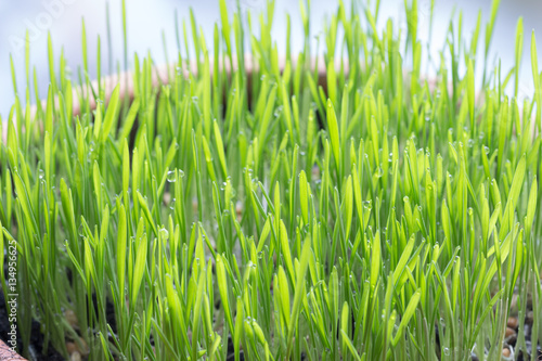 Green wheat grass with water drop