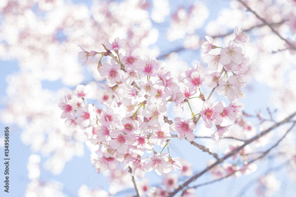 A bunch of pale pink Thai cherry blossoms (Prunus cerasoides) dangling from their branches in Japanese style soft tone (soft focus)