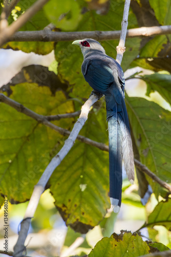 Image of bird perched on a tree branch. (Green-billed Malkoha, P photo