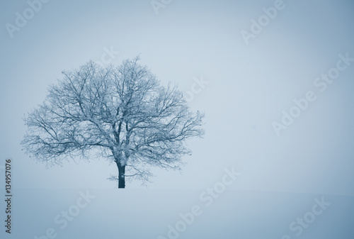 Alone tree in a field  winter season.