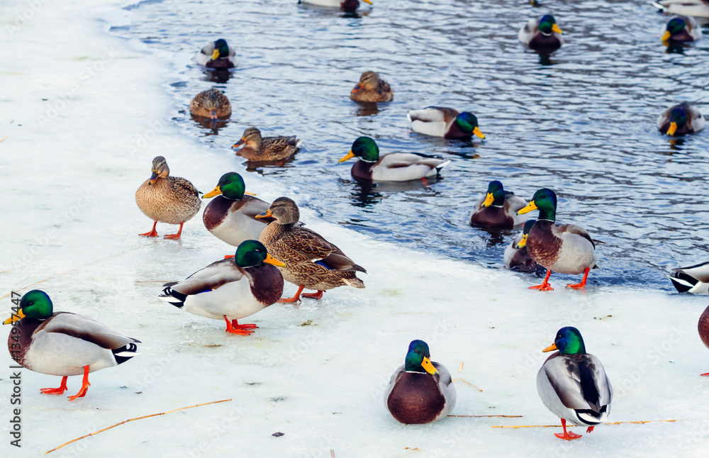 wild ducks in winter on ice , swim in the lake pack , bill bright birds on the lake wild ducks in winter on ice , swim in the lake pack , bill bright birds on the lake