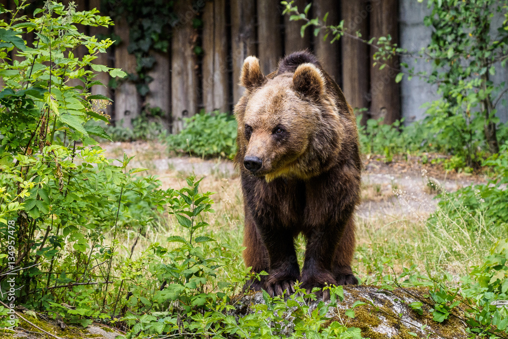 Braunbär - Ursus arctos