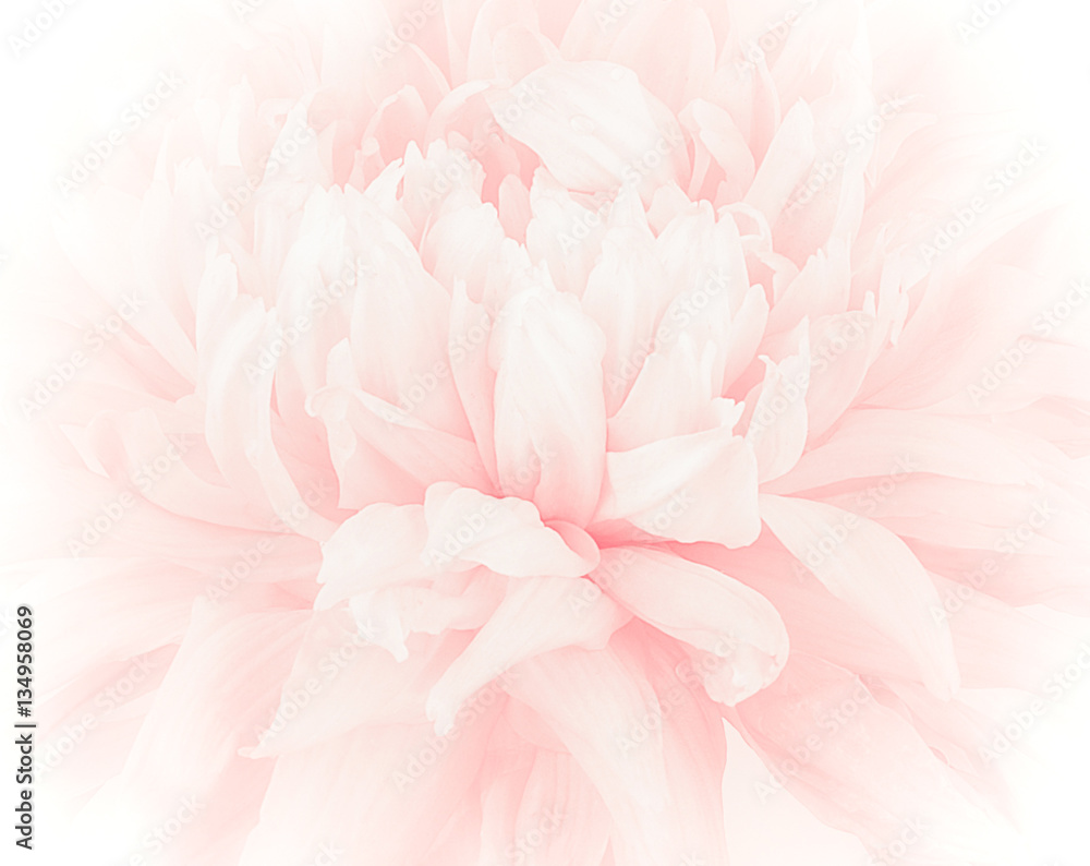 petal flower on soft pastel color