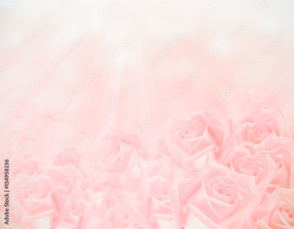 pink roses ackground pink roses ackground