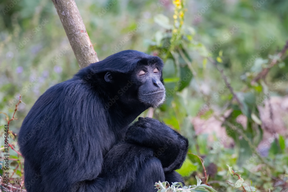 Singe siamang paisible