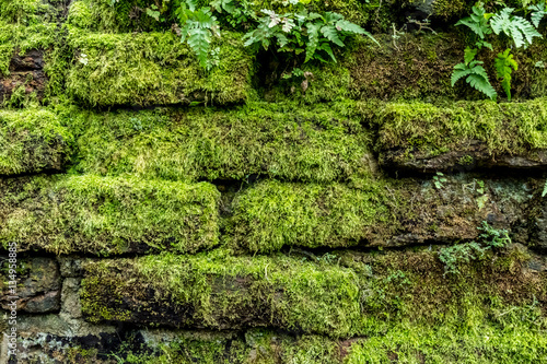 Green moss on old brick wall