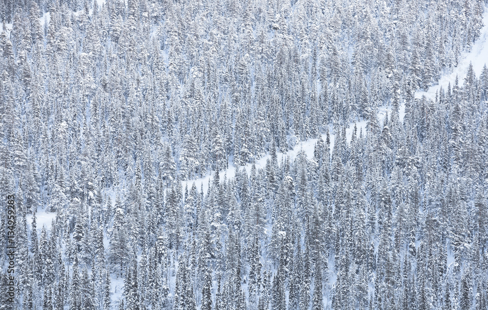 Winter way through the arctic woods