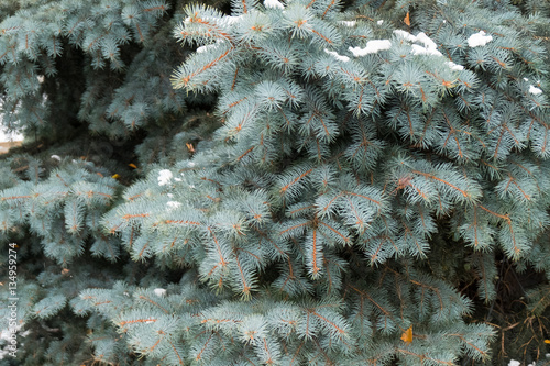 Close up of snow on trees