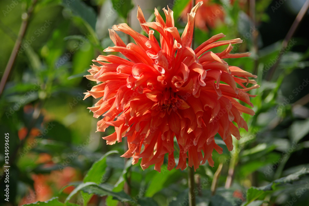 Dahlia cactus orange en été au jardin Dahlia cactus orange en été au jardin