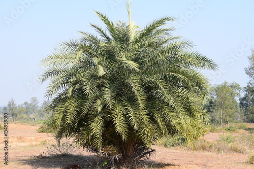 Beauty of River Barakar and the Telaiya Dam Jhumri Telaiya Koderma, Jharkhand